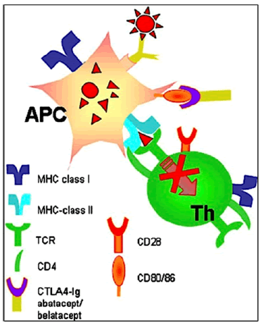 medical-reports-anemia-APCs