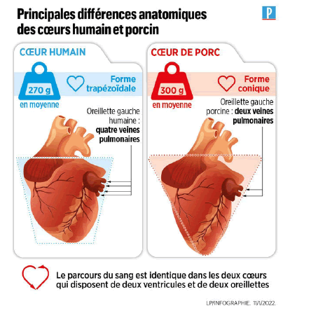 medical-reports-anemia-Anatomical