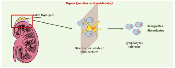 medical-reports-anemia-capsule