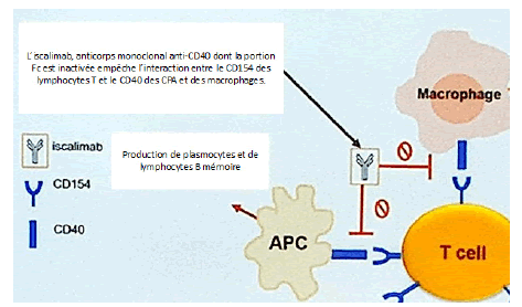 medical-reports-anemia-monoclonal