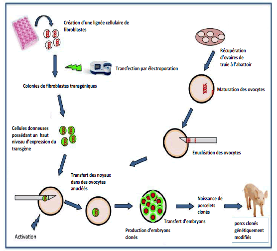 medical-reports-anemia-pigs