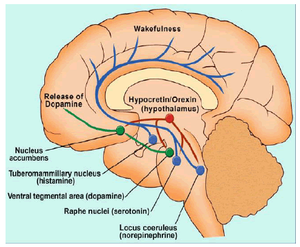 neurology-neurorehabilitation-Neurons